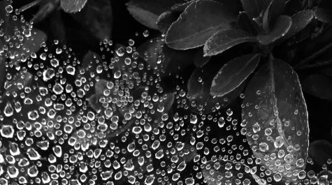 Diane Frolas Gold Key winning photograph, Raindrops on a Spider Web
