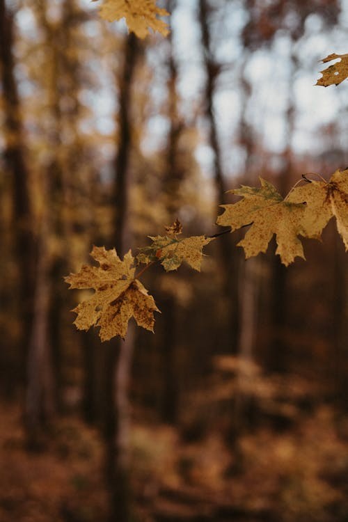 Why do we love fall?